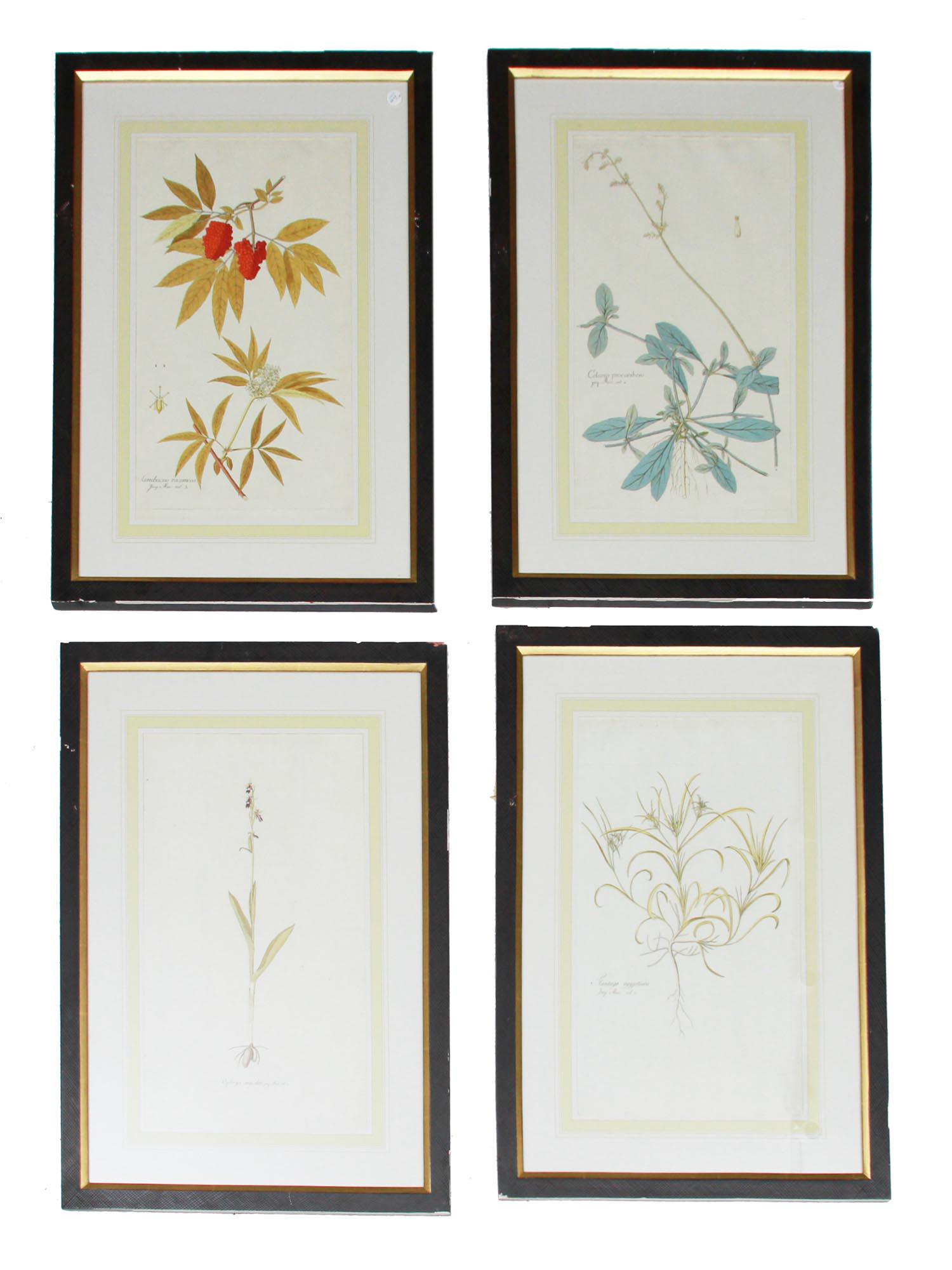 SET OF FOUR ANTIQUE BOTANICAL FLORAL ENGRAVINGS (1 of 17)