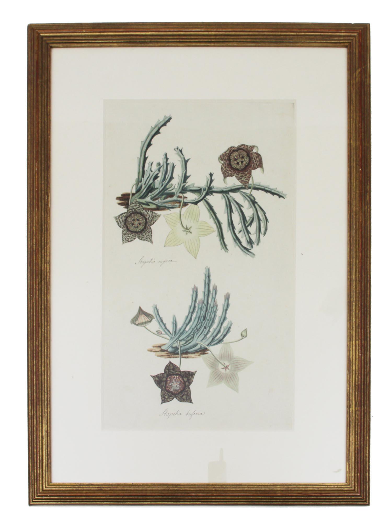 ANTIQUE COLORED BOTANICAL FLORAL ENGRAVING PAPER (1 of 6)