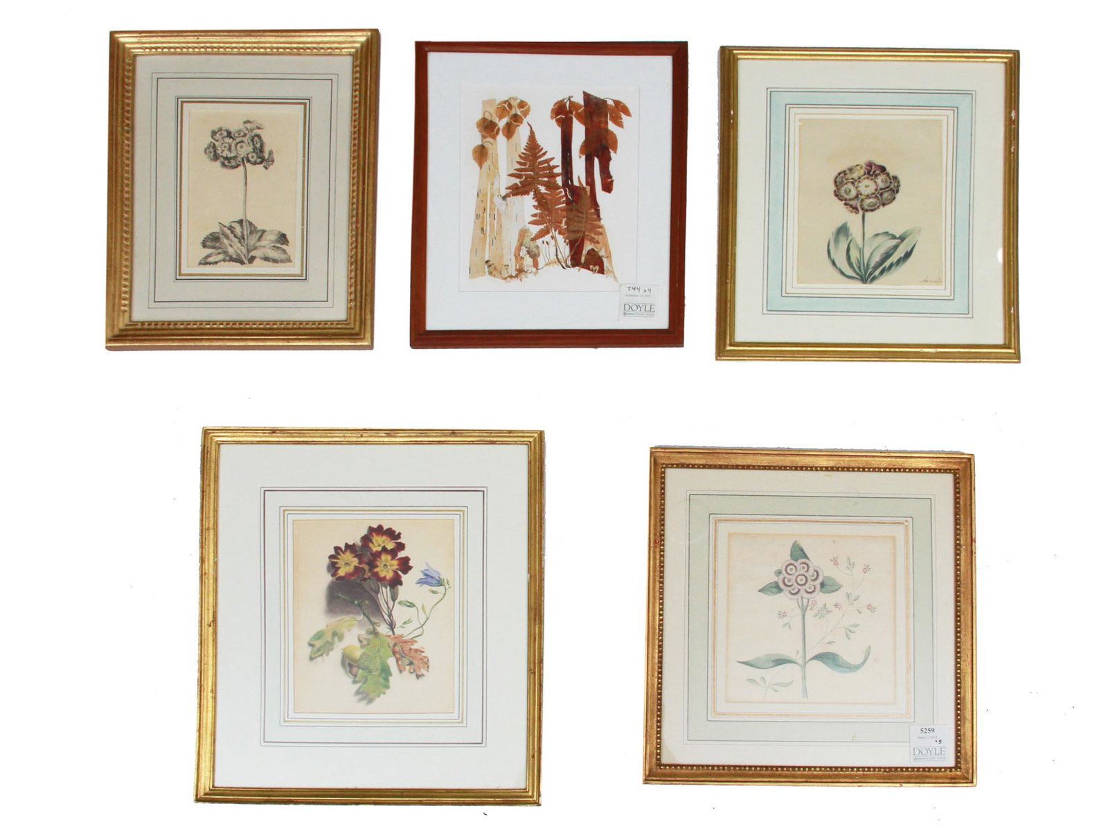AN ANTIQUE BOTANICAL WATERCOLOR PAINTINGS: A set of four 19th century Continental school botanical watercolor, pen and ink paintings on papers, and one natural history panel with the composition of dried leaves and bark of different trees. All