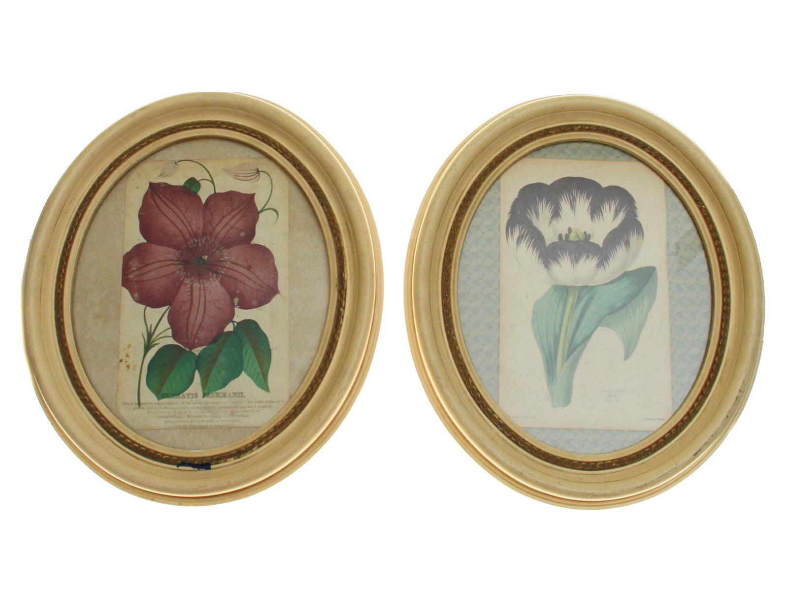 PAIR OF ANTIQUE BOTANICAL COLOR ENGRAVINGS FLOWER (1 of 7)