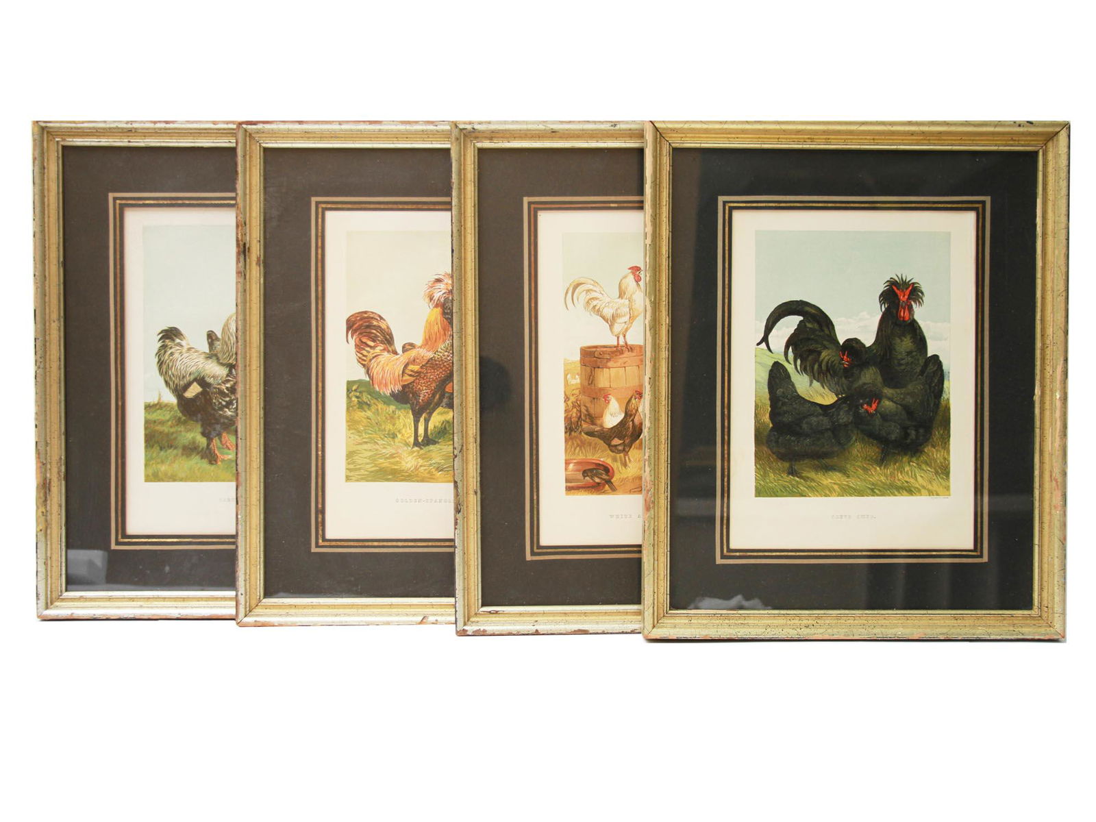 ENGLISH FOUR LITHOGRAPHS CHICKEN BY HARRISON HEIR (1 of 18)