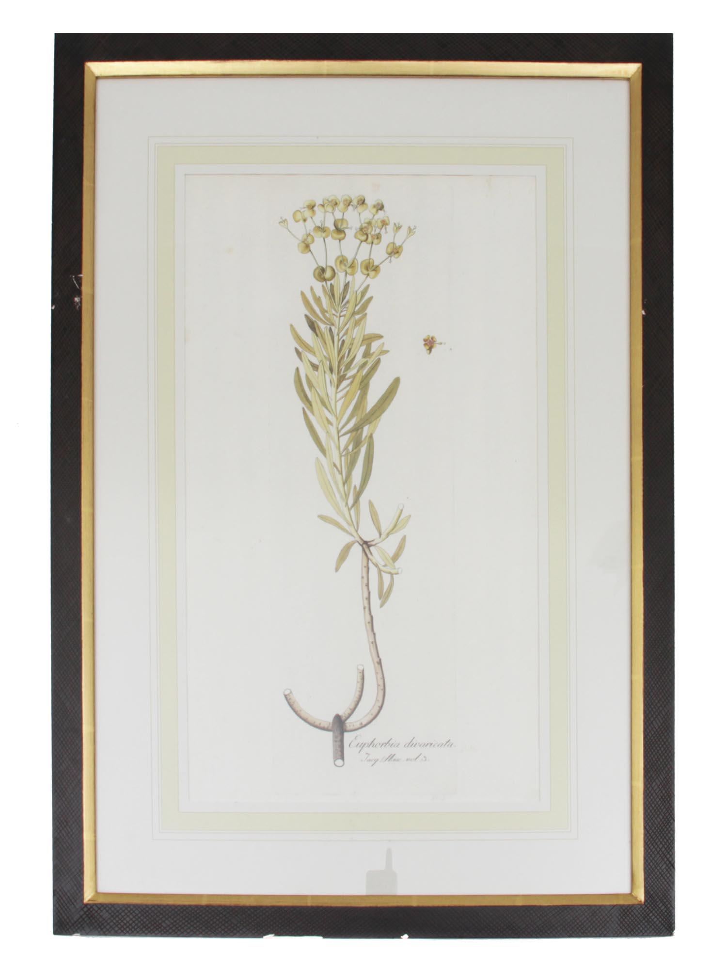 A HAND-COLORED ETCHING OF A BOTANICAL DRAWING (1 of 5)