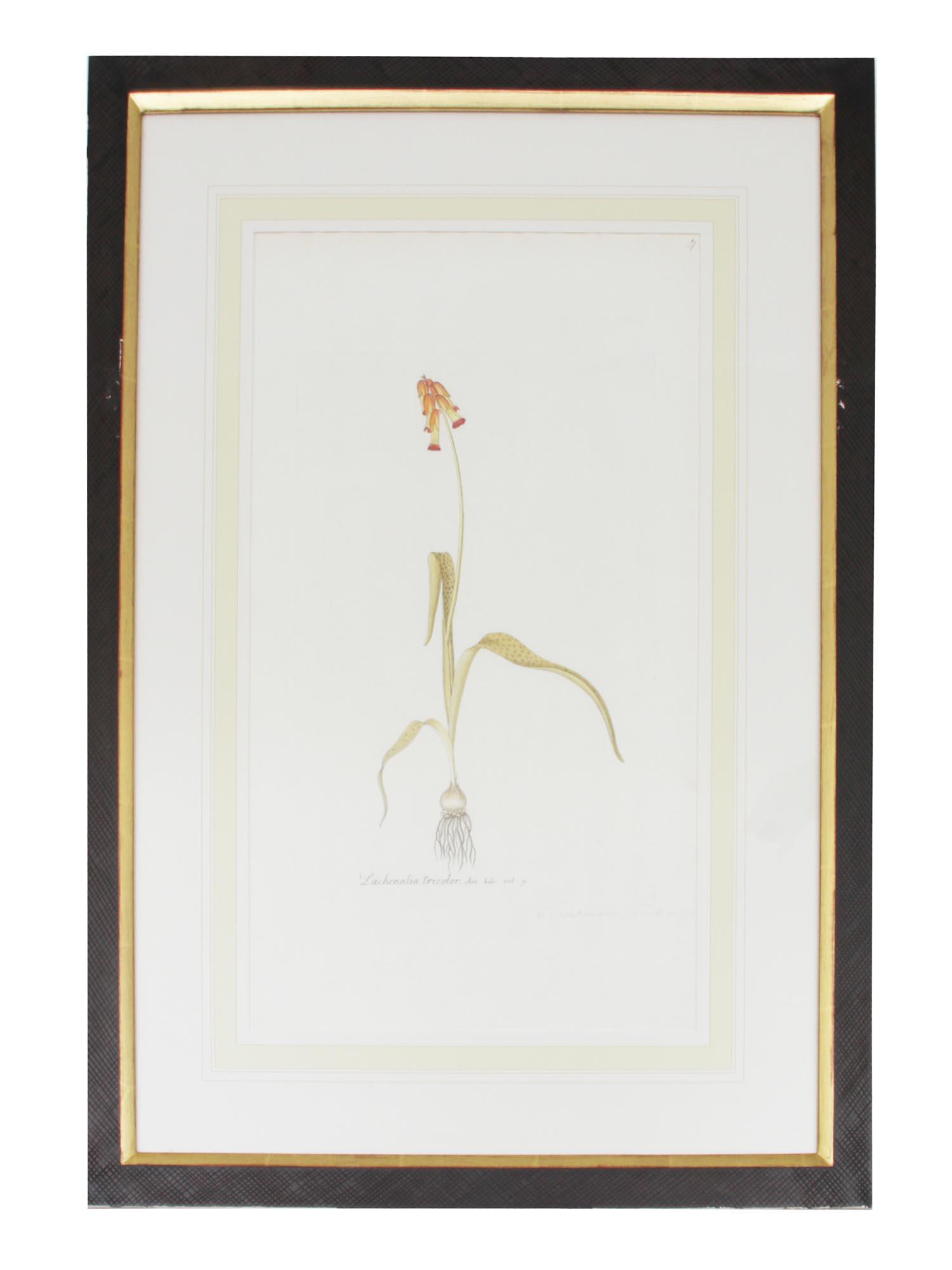 A HAND-COLORED ETCHING OF A BOTANICAL DRAWING (1 of 5)