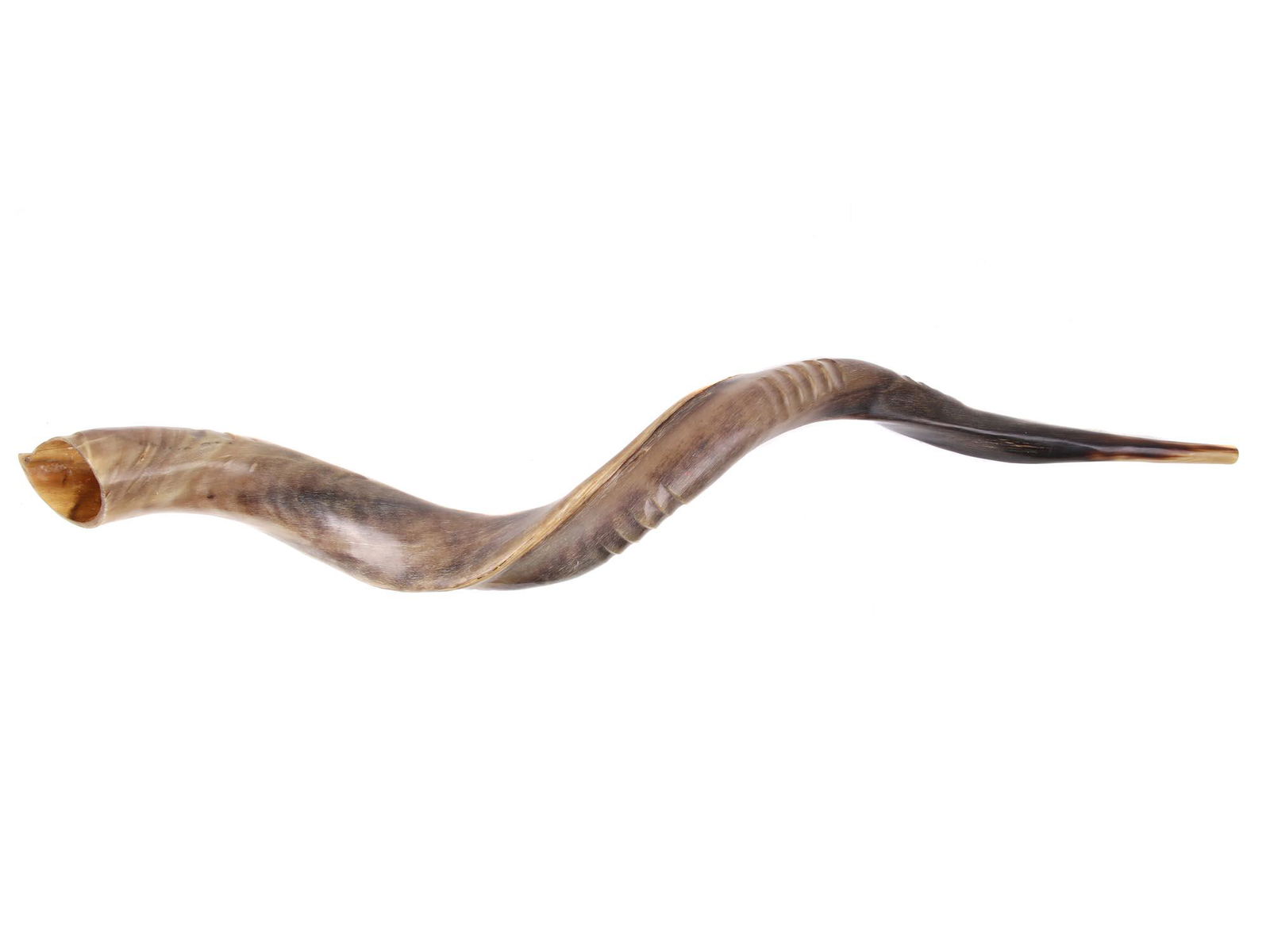 AN ALEF JUDAICA SHOFAR ROSH HASHANA HORN (1 of 4)