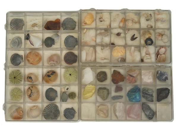 Three Mineral Shell Specimen Collection Boxes