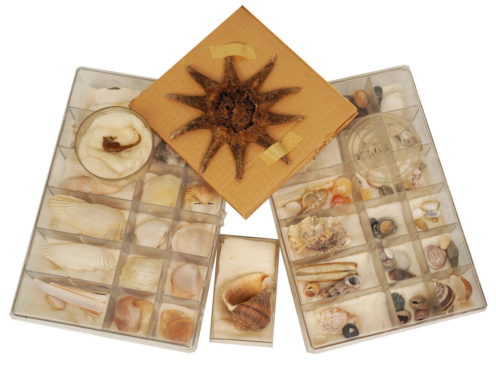 A LOT OF FOUR SEA LIFE SPECIMEN COLLECTION BOXES (1 of 4)