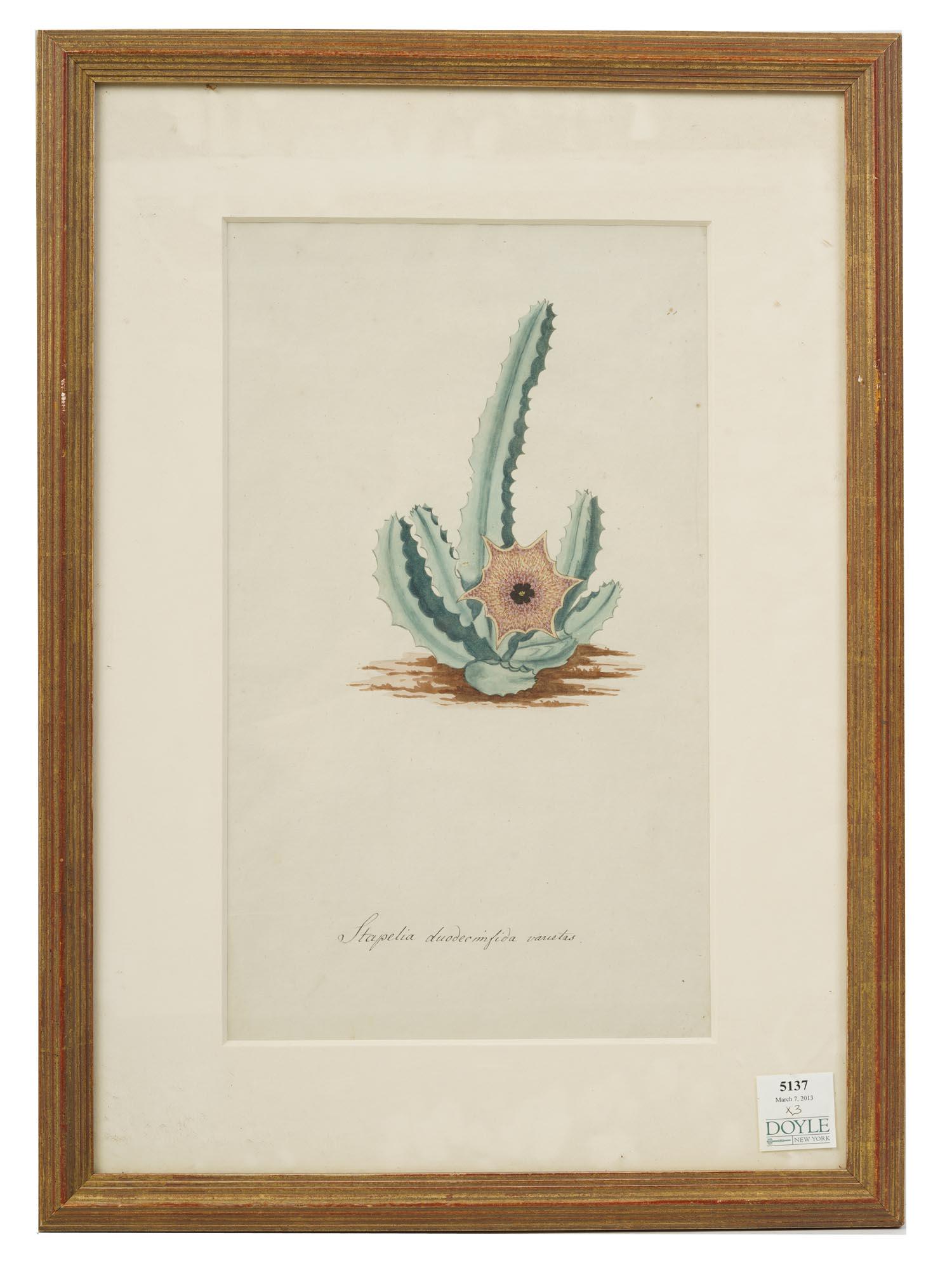 AN ANTIQUE WATERCOLOR BOTANICAL PRINT (1 of 7)