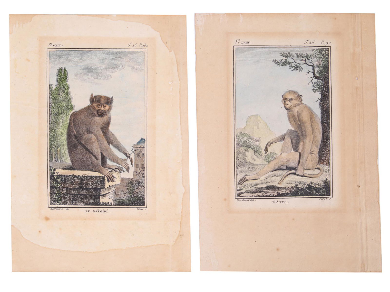 TWO ANTIQUE ZOOLOGICAL COLOR ENGRAVINGS MONKEYS (1 of 4)