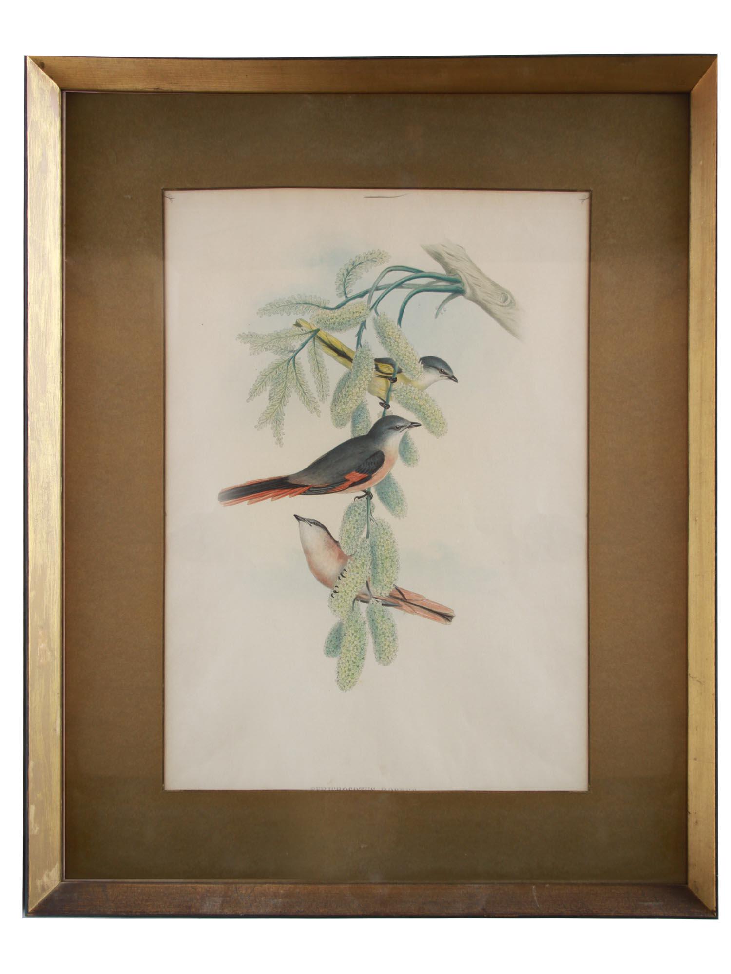 AN ANTIQUE LITHOGRAPH OF ROSY MINIVET BIRDS (1 of 4)