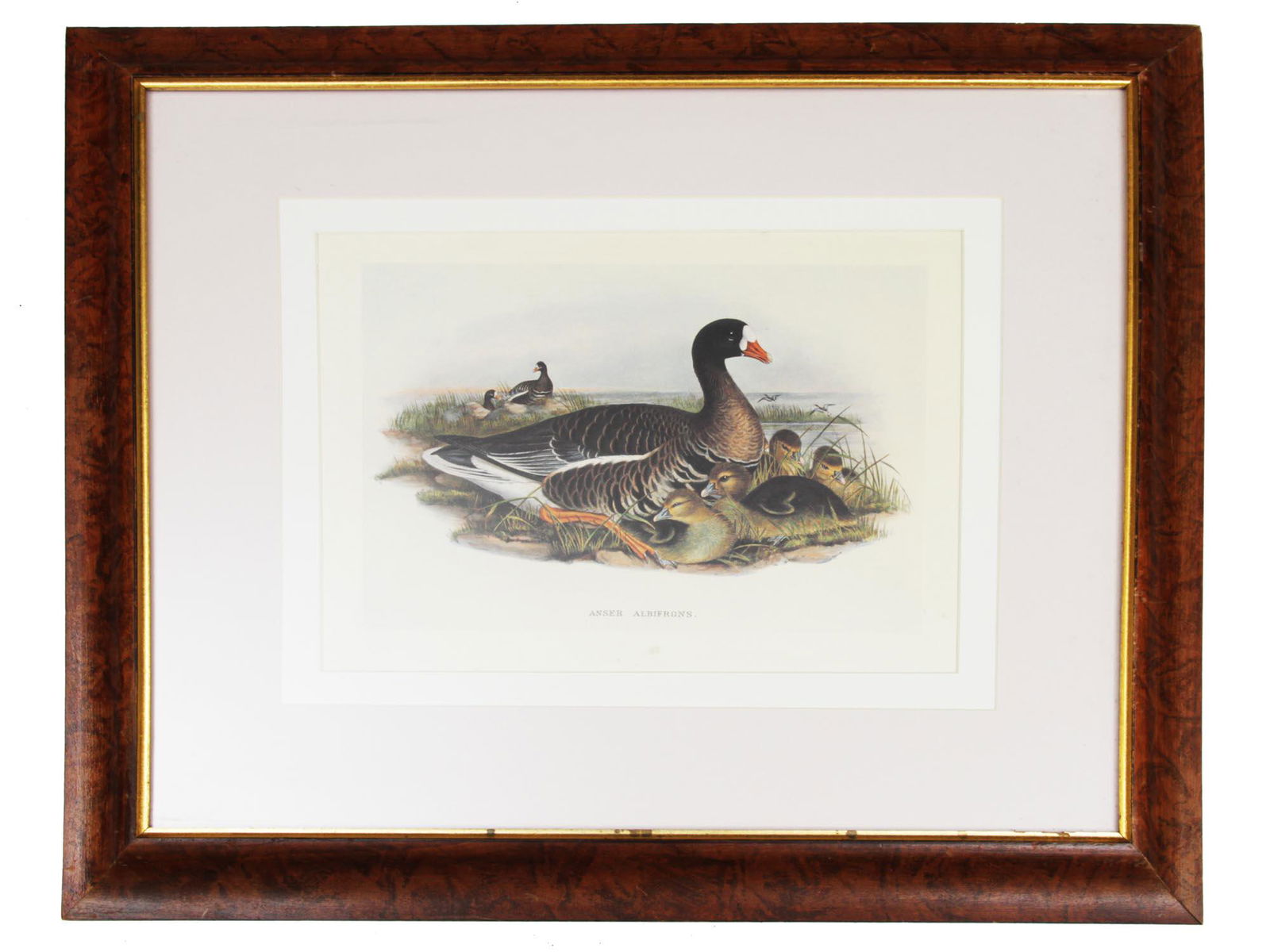 ENGLISH LITHOGRAPH ON PAPER GOOSE BY JOHN GOULD (1 of 3)