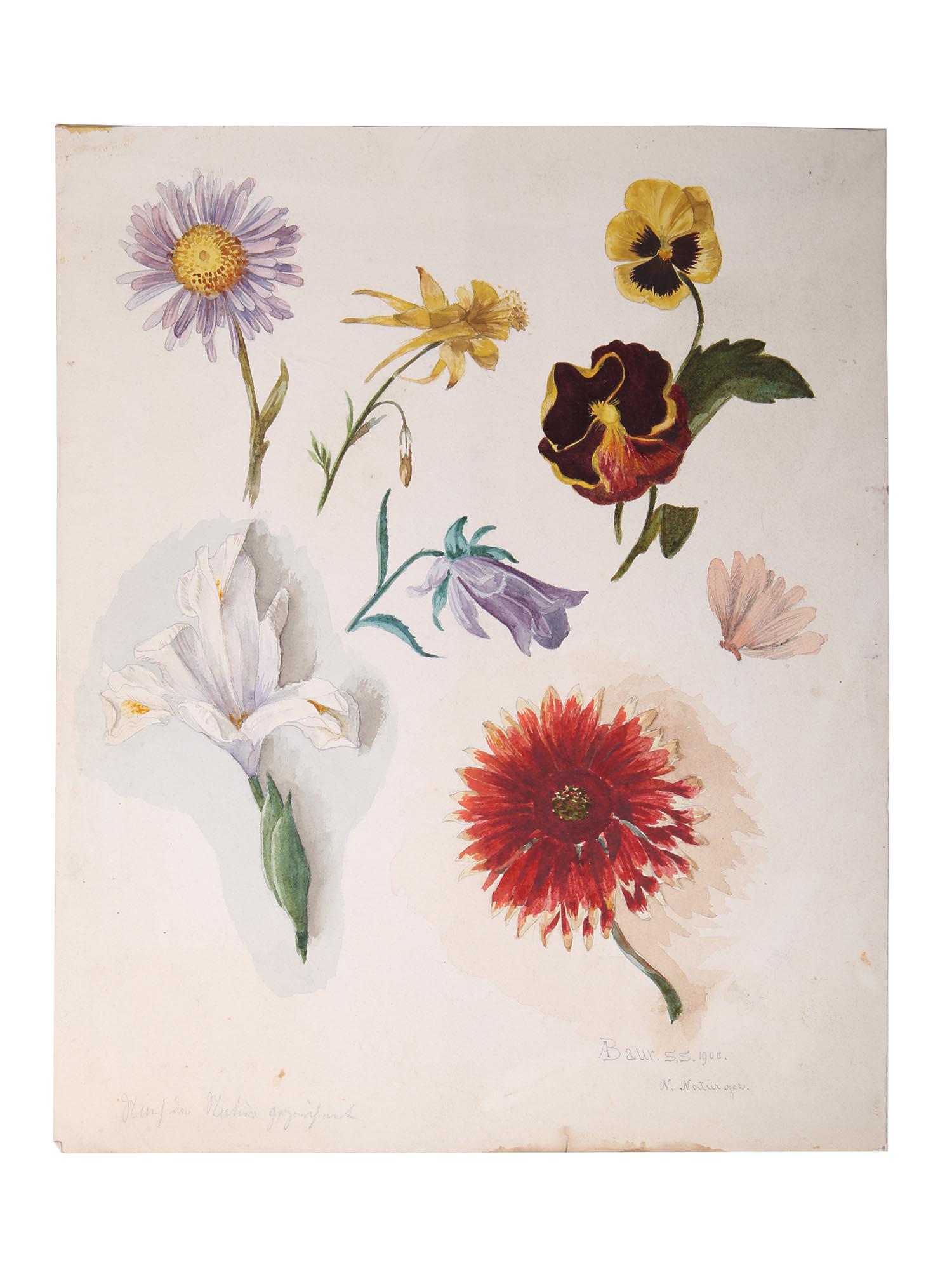 ANTIQUE BOTANICAL PAINTINGS BY ALBERT BAUR JUNIOR: Albert Baur Junior (German, 1867-1959) watercolor paintings on a sheet of paper depicting various flowers. Signed lower right and dated 1900. Collectible watercolor sketches. Albert Baur Junior was a 