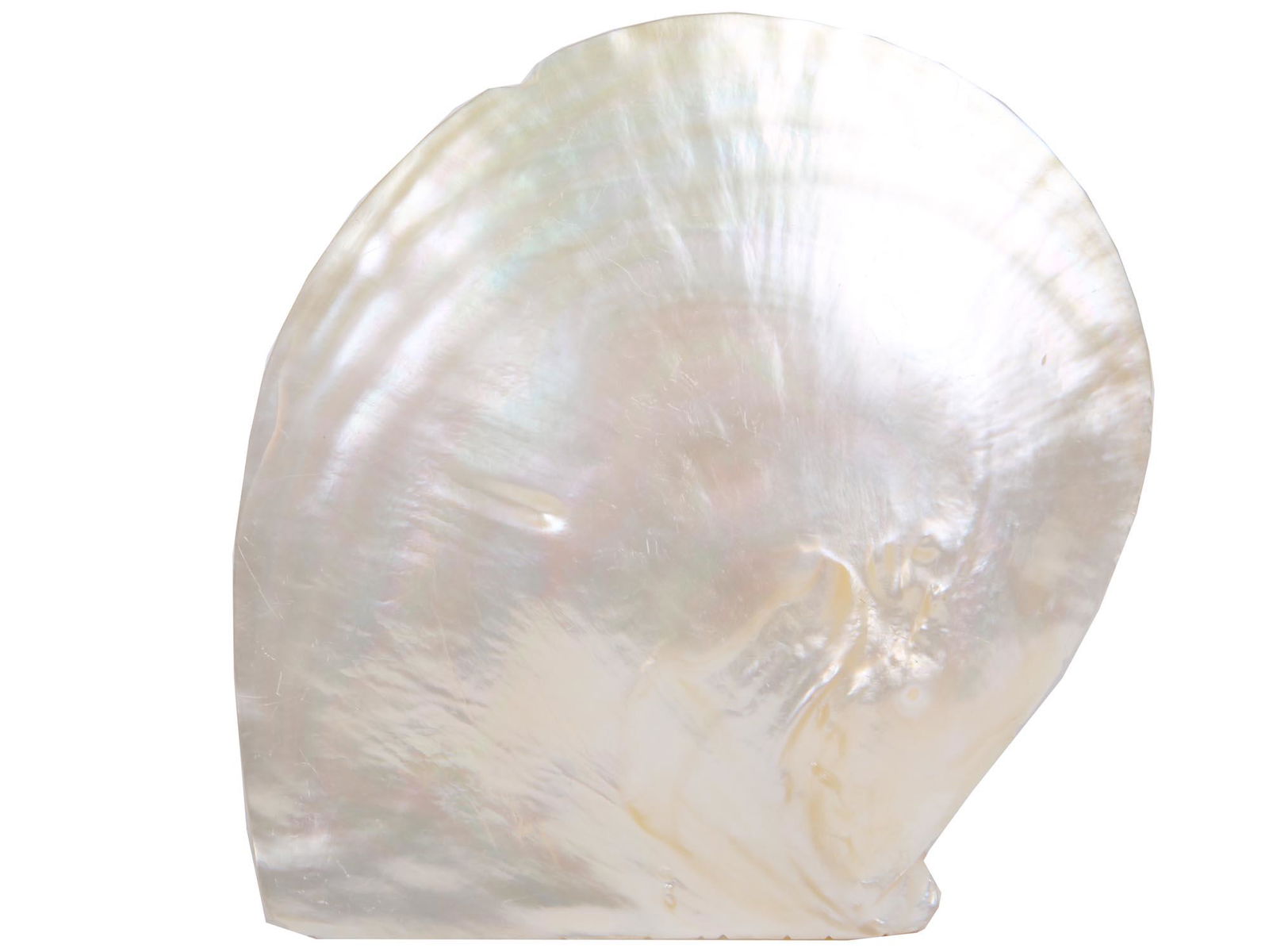 ANTIQUE CHINESE CARVED MOTHER OF PEARL SEA SHELL (1 of 4)