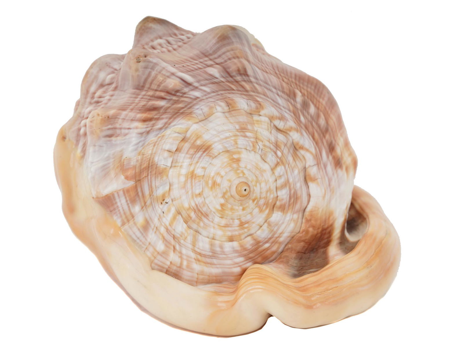 VINTAGE HAND CARVED SEA SHELL WITH CAMEO PORTRAIT (1 of 6)