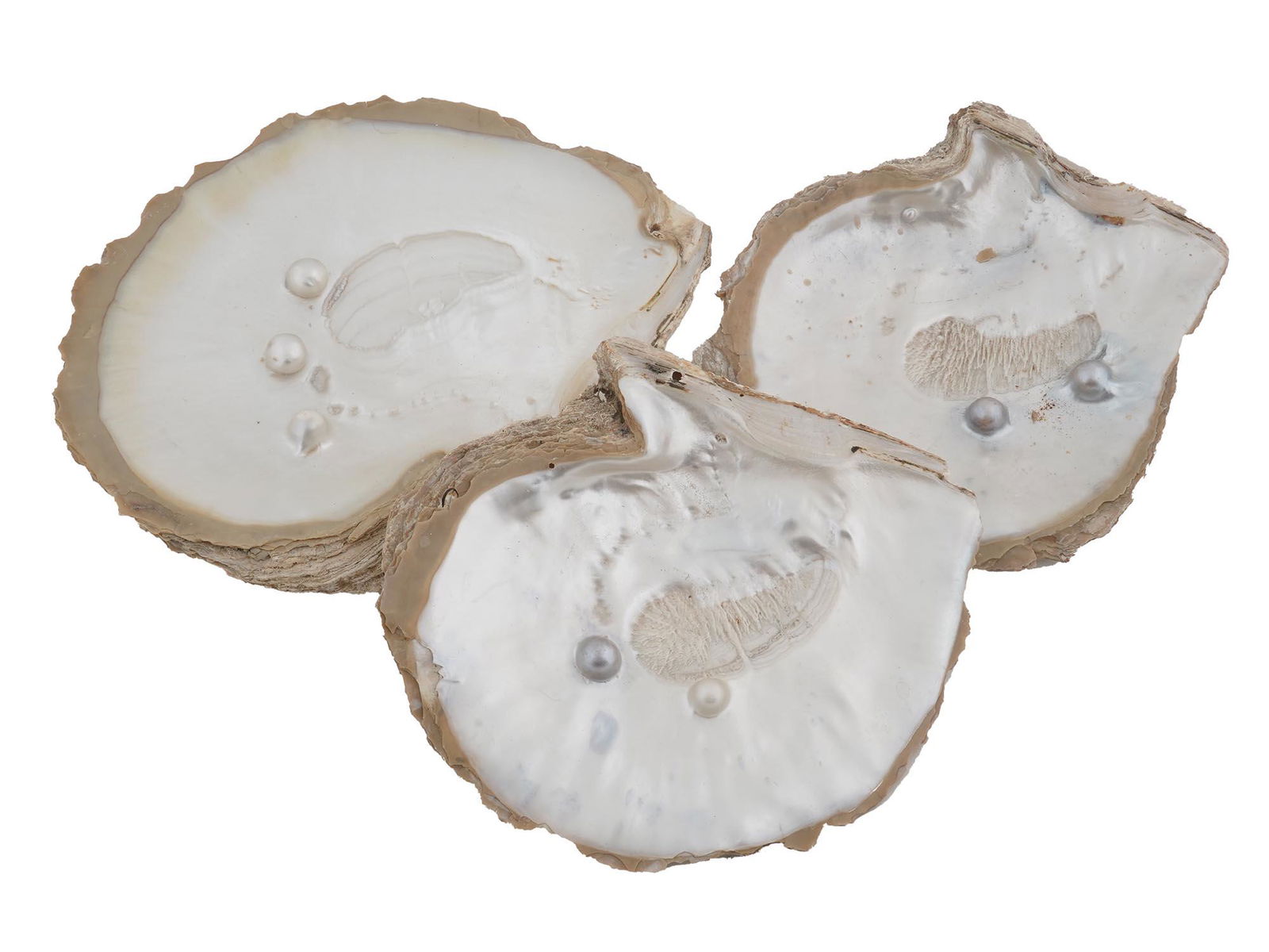 THREE NATURAL NACRE SEASHELLS WITH BLISTER PEARLS (1 of 10)