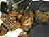 item-130974249=5