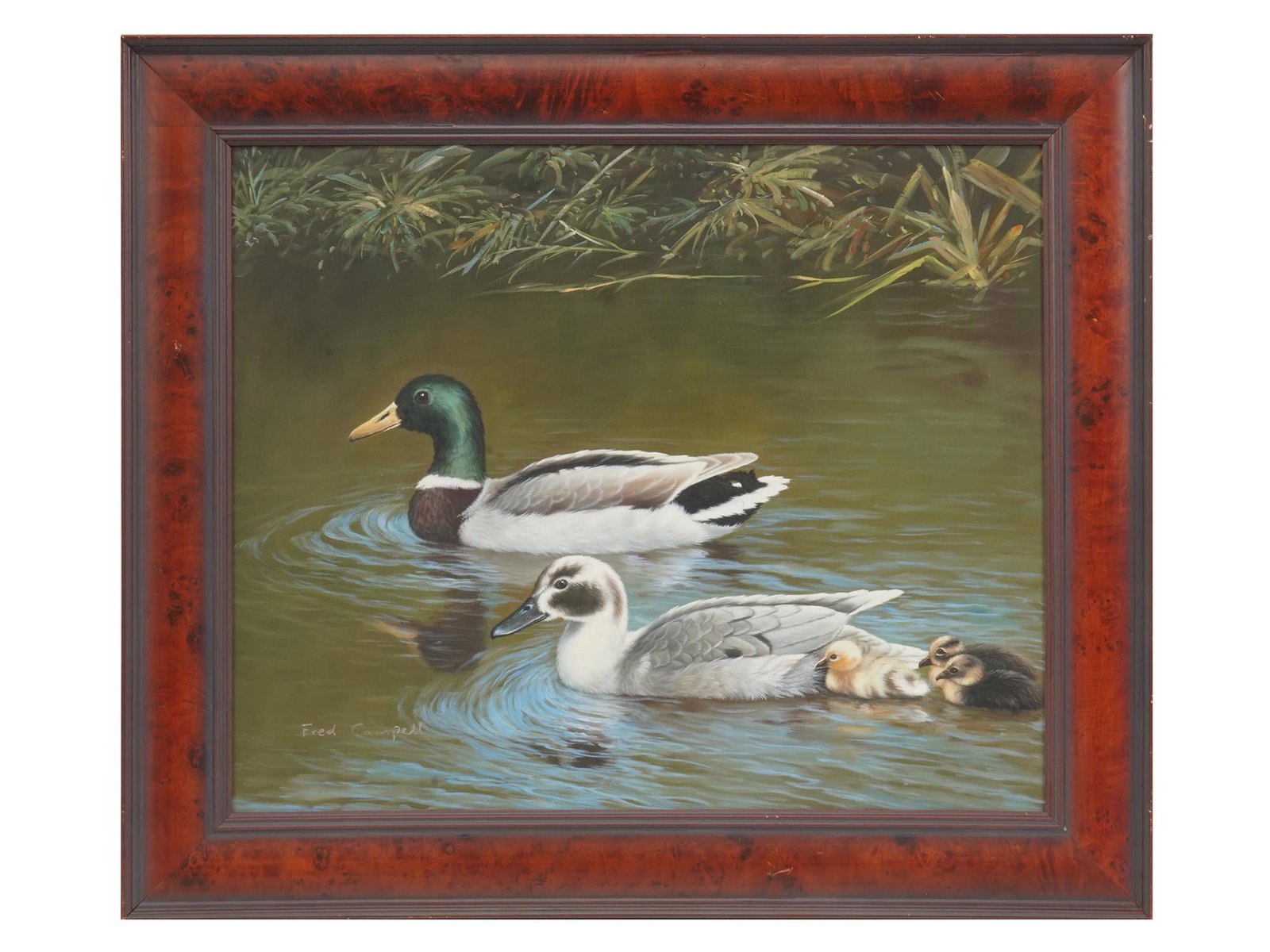 FRAMED OIL PAINTING OF DUCKS SIGNED FRED CAMPELL: Oil on canvas painting depicting a family of ducks in the pond. Signed Fred Campell in the lower left. Red wooden frame. Collectible Figurative Art With Animals For Home Decor. Dimensions: F: 25 1/2 x