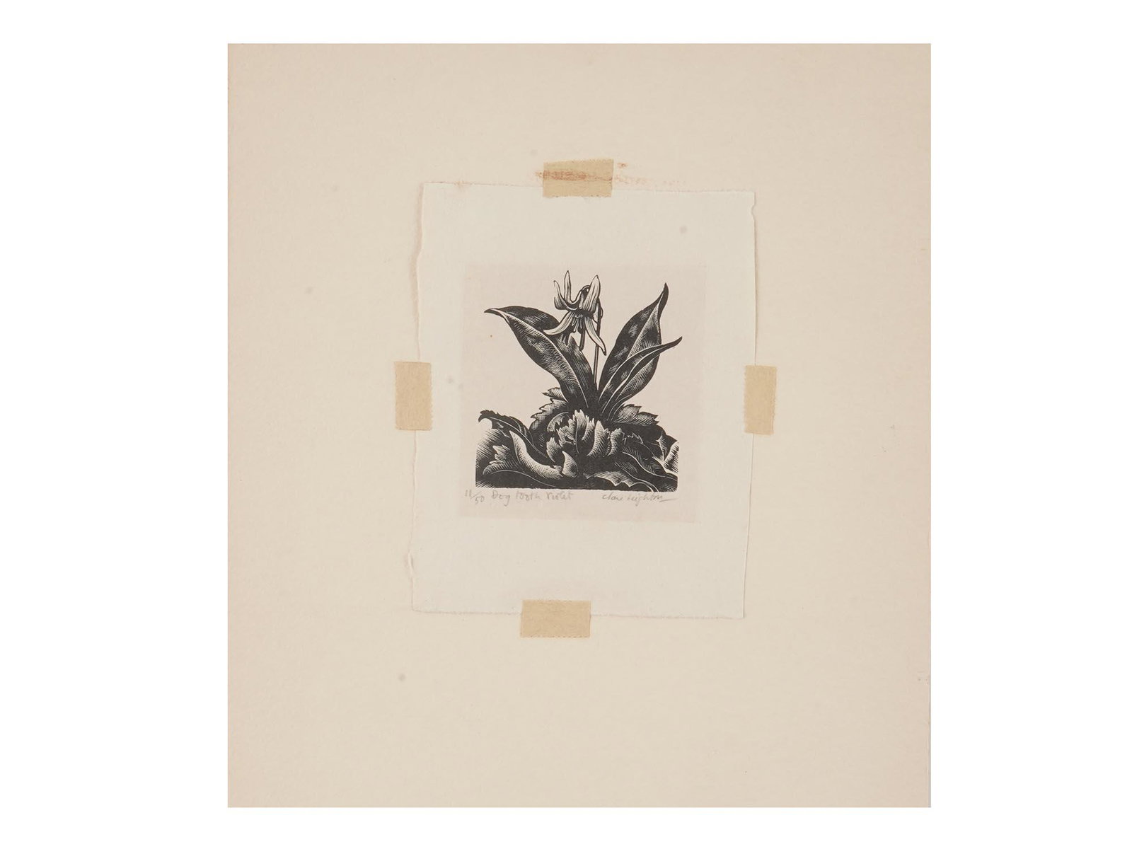 AMERICAN ENGRAVING DOGTOOTH VIOLET CLARE LEIGHTON: Clare Leighton, American, 1898 to 1989, wood engraving entitled Dog Tooth Violet. Singed in pencil lower right. Numbered 11 of 50. Mounted to a paper sheet. Clare Marie Veronica Leighton, akaClara Ell