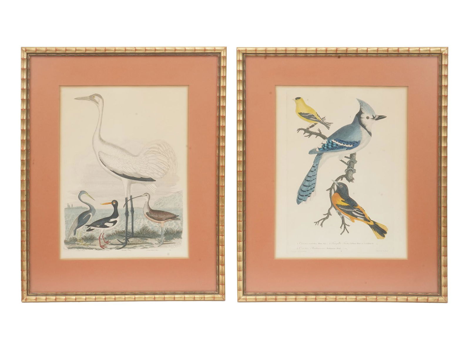 TWO COLOR LITHOGRAPHS BIRDS BY ALEXANDER LAWSON (1 of 11)