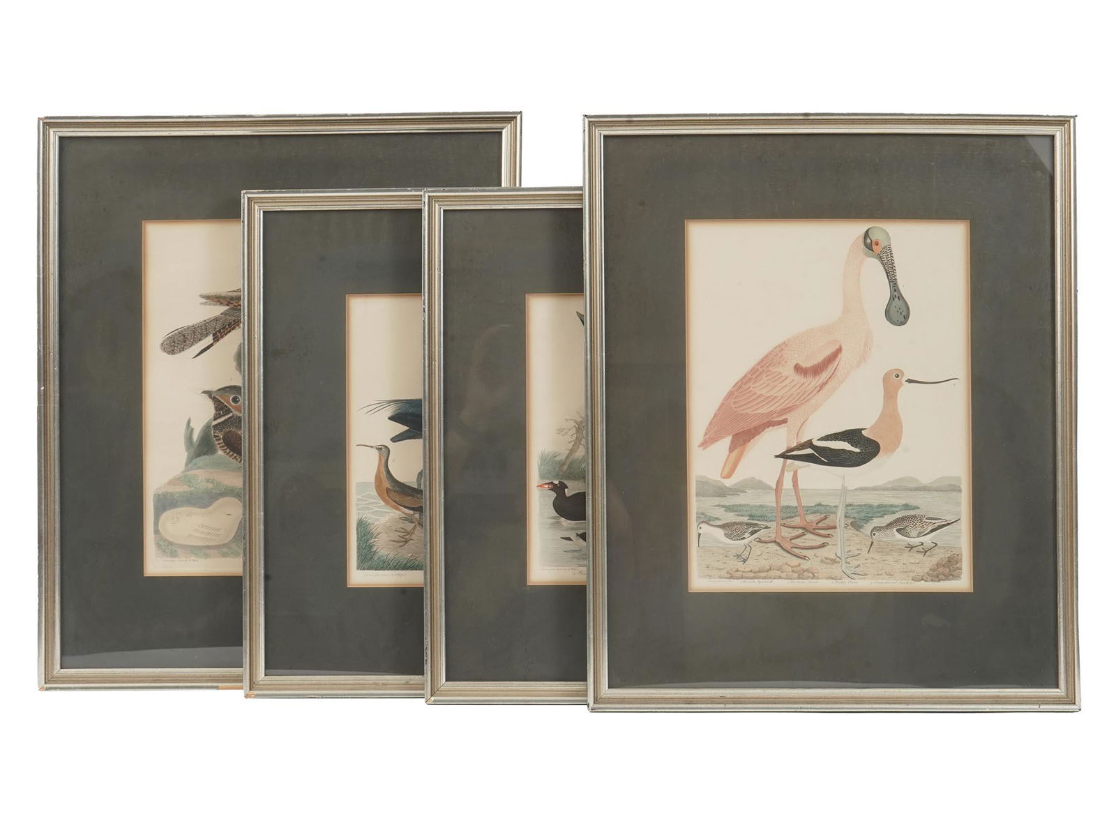 FOUR COLOR LITHOGRAPHS BIRDS BY ALEXANDER LAWSON (1 of 12)