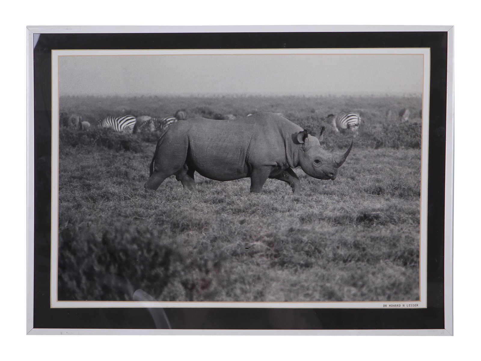 VINTAGE PHOTO NATURE AFRICA SIGNED HOWARD LESSER: Dr Howard N. Lesser, American photographer. A black and white photograph, signed in lower right. The picture depicts an African savannah with a rhinoceros in the foreground and a herd of zebras in the