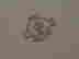 item-134159296=6