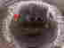 item-136873426=5