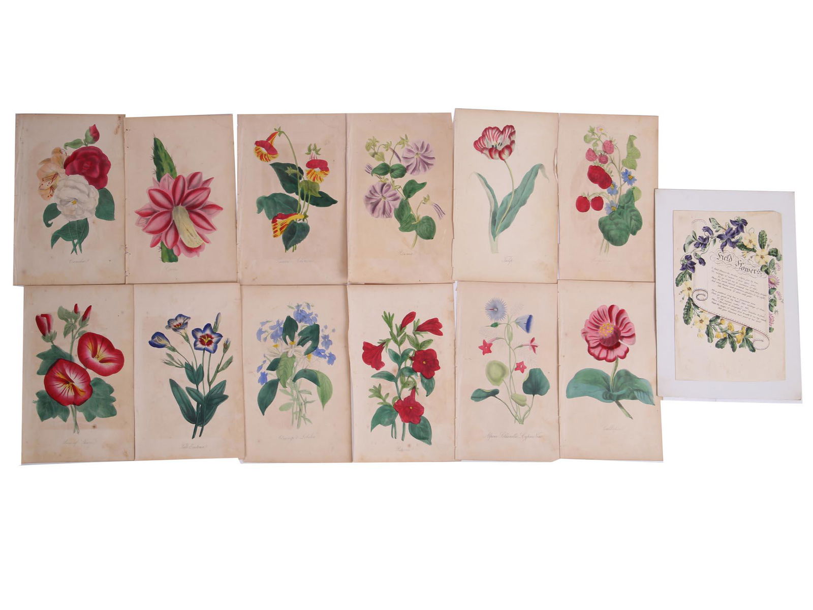ANTIQUE 19 CENTURY HANDPAINTED ENGRAVINGS FLOWERS (1 of 7)