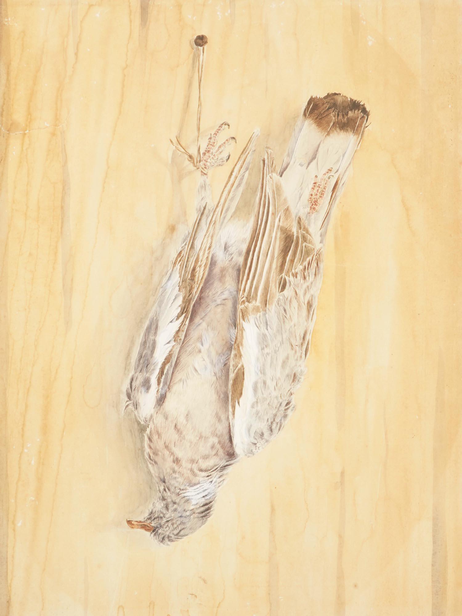 ANTIQUE TAXIDERMY GAME BIRD WATERCOLOR PAINTING (1 of 3)