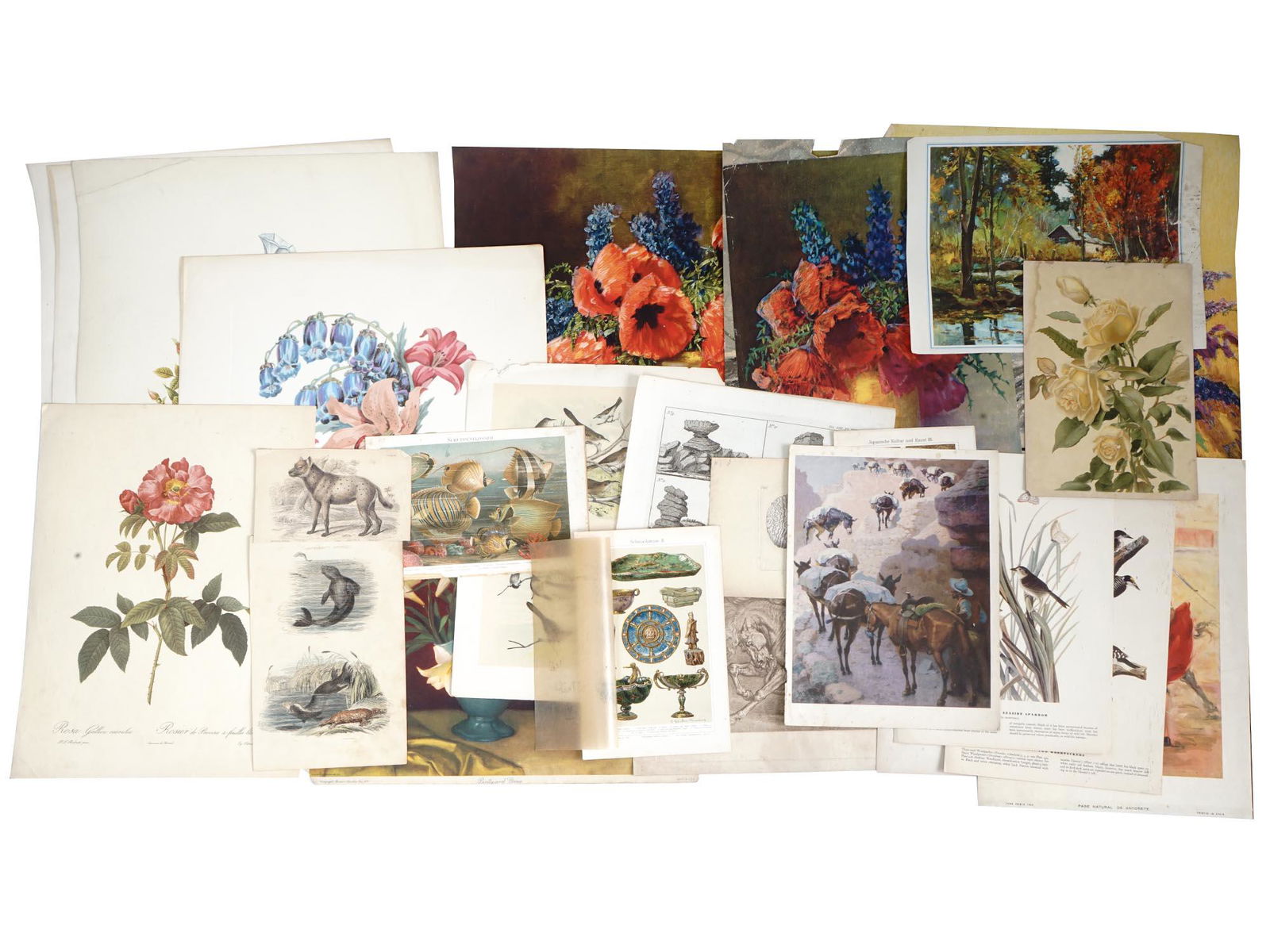ANTIQUE AND VINTAGE FLORAL AND ANIMAL ART PRINTS (1 of 12)