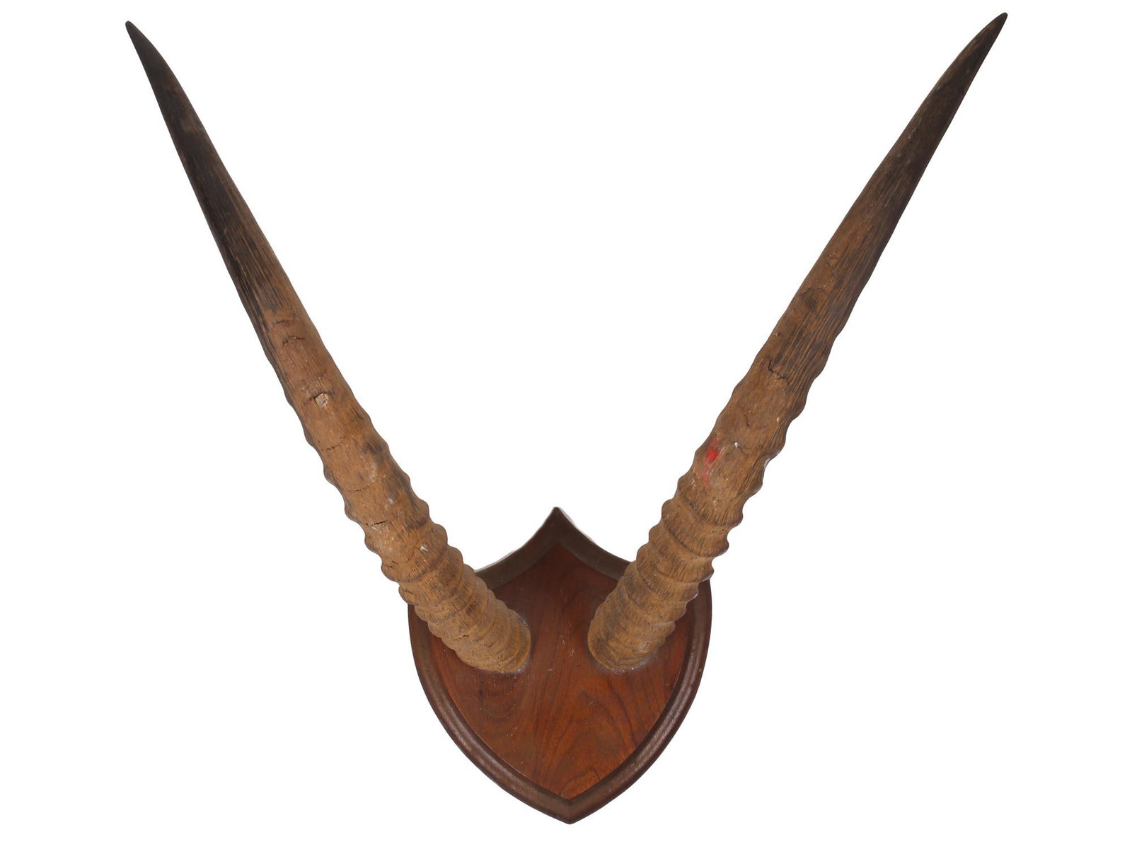 ANTIQUE AMERICAN WESTERN ANTELOPE HORN MOUNT (1 of 7)