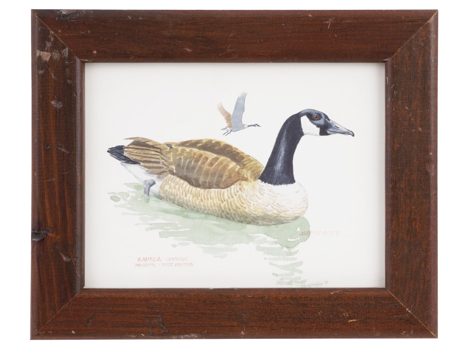 WATERCOLOR PAINTING OF A GOOSE BY JEANNE TRAPP (1 of 6)