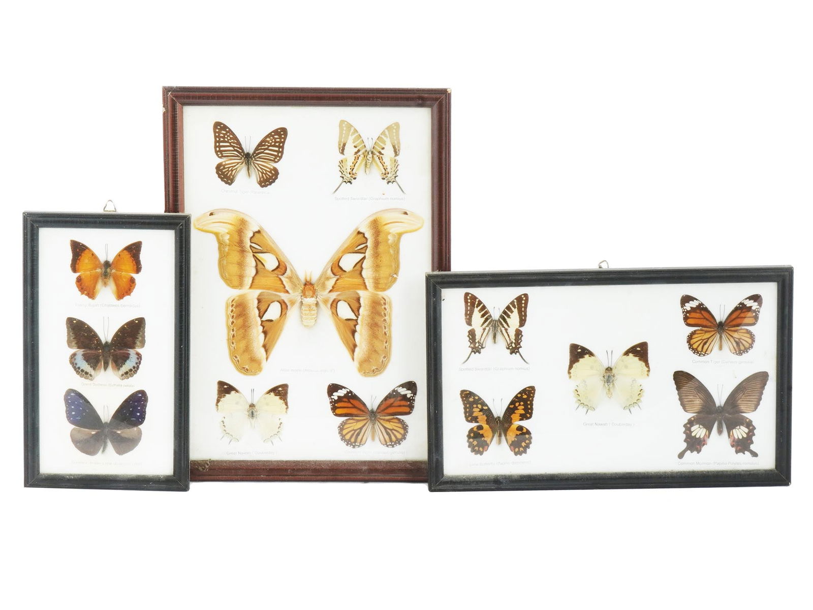 VINTAGE ENTOMOLOGICAL COLLECTION OF BUTTERFLIES (1 of 5)