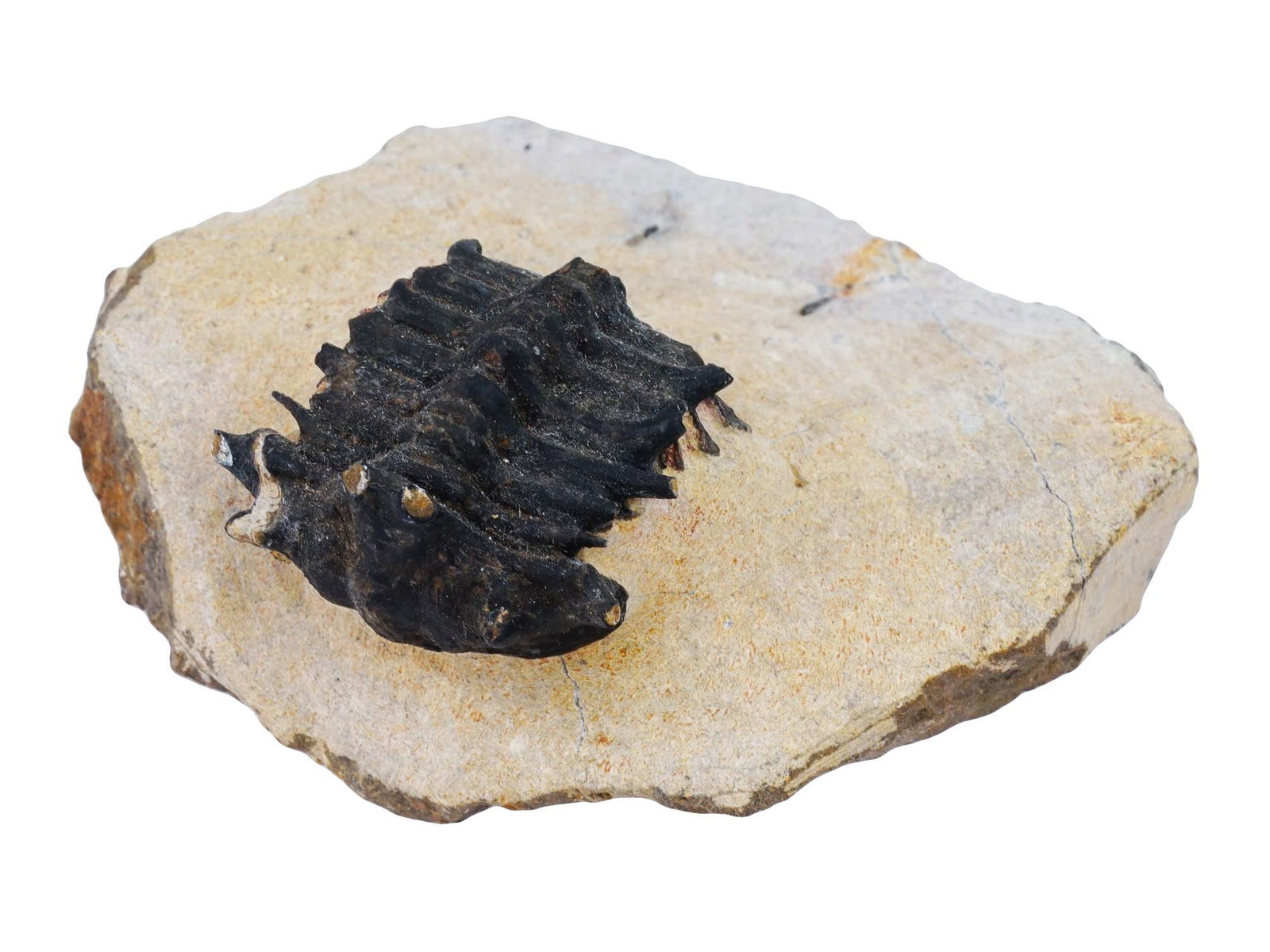 ANCIENT TRILOBITE FOSSIL FROM PALEOZOIC PERIOD (1 of 7)