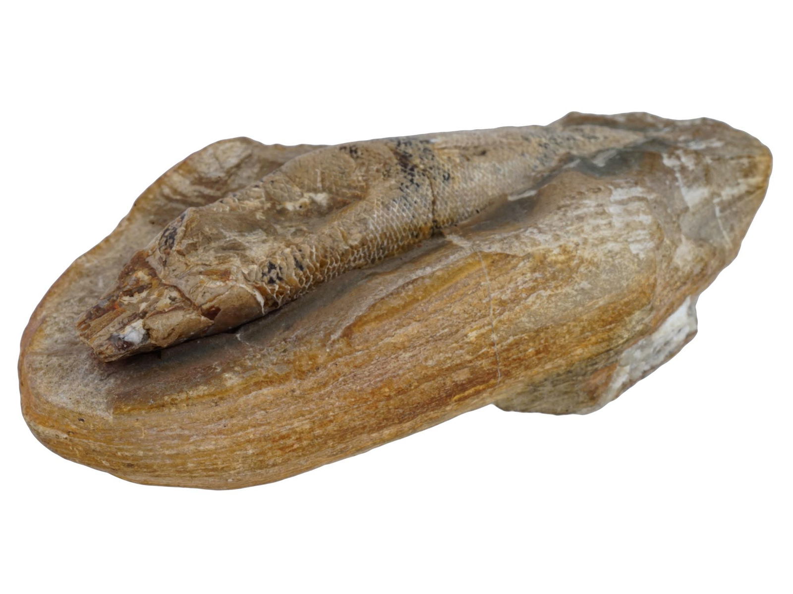 ANCIENT OSSIFIED KNIGHTIA FISH IN STONE ROCK (1 of 8)