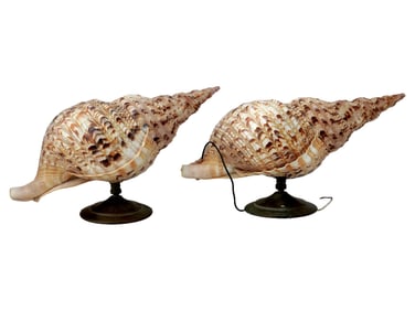 1950S GIANT TRITON CHARONIA TRITONIS SHELL SCONCES