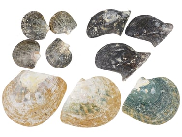 COLLECTION OF PENSHELLS OF SIZES AND SHAPES