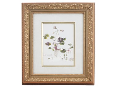 VINTAGE BOTANICAL FLORAL COLOR PRINT OXALIS FRAMED
