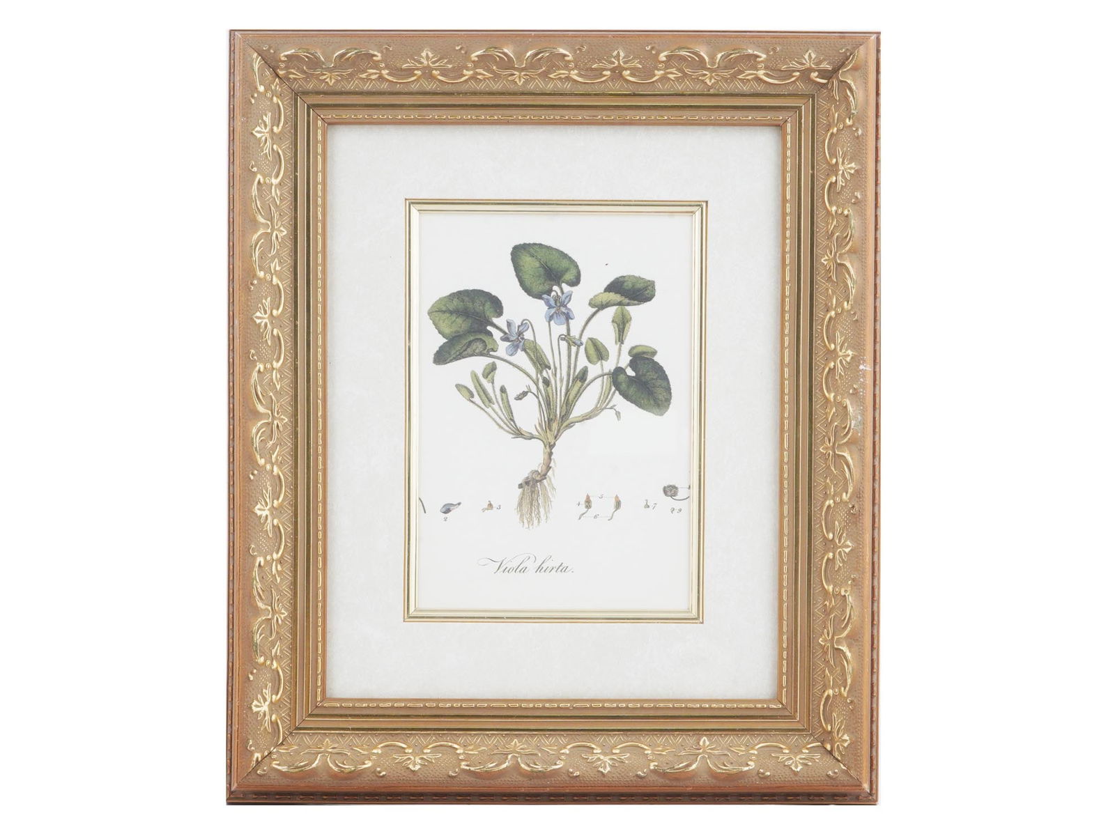 VINTAGE BOTANICAL FLORAL COLOR PRINT VIOLET FRAMED (1 of 4)