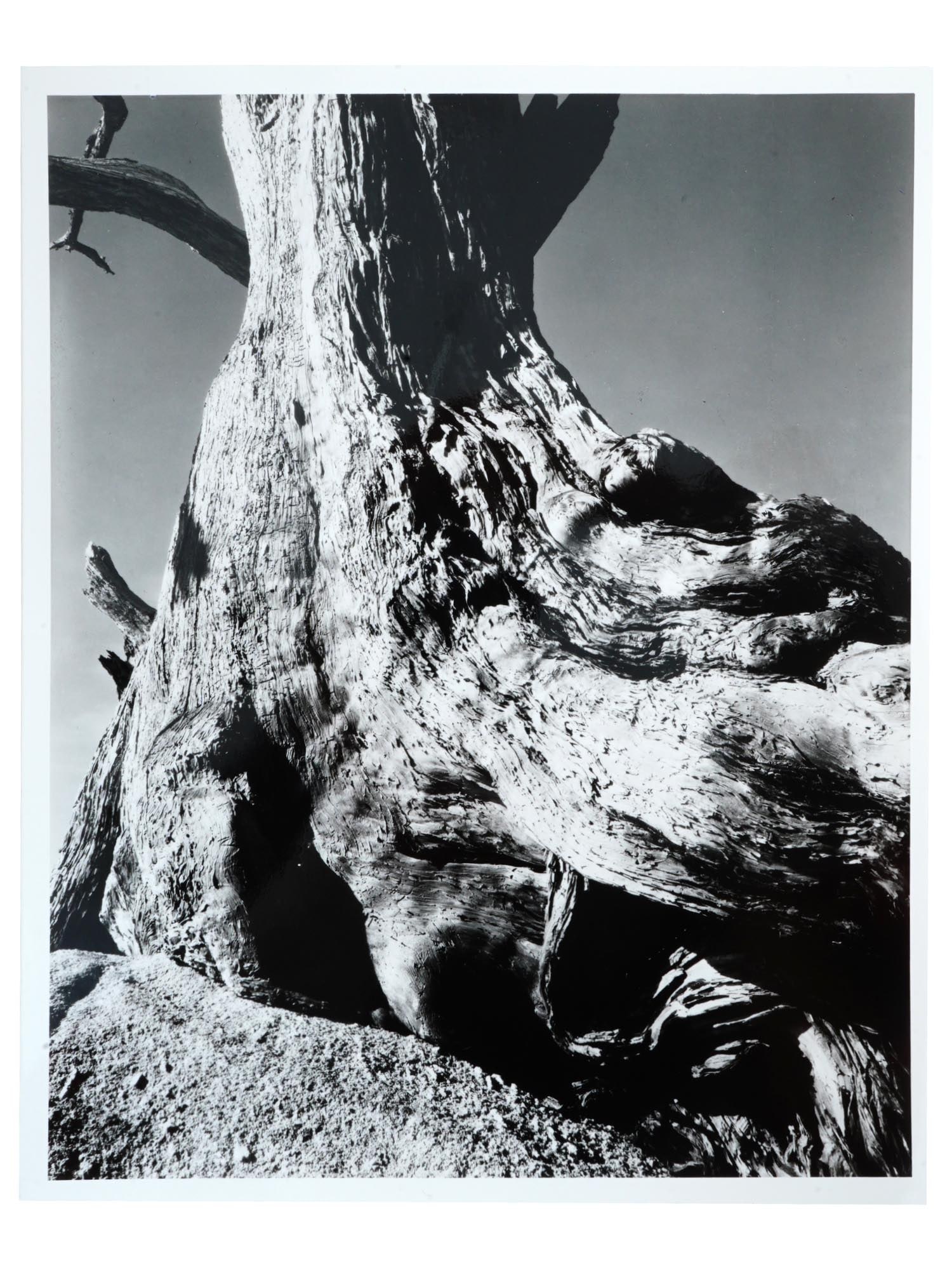 EDVARD WESTON CYPRESS PEBBLE BEACH PHOTO W COA (1 of 4)