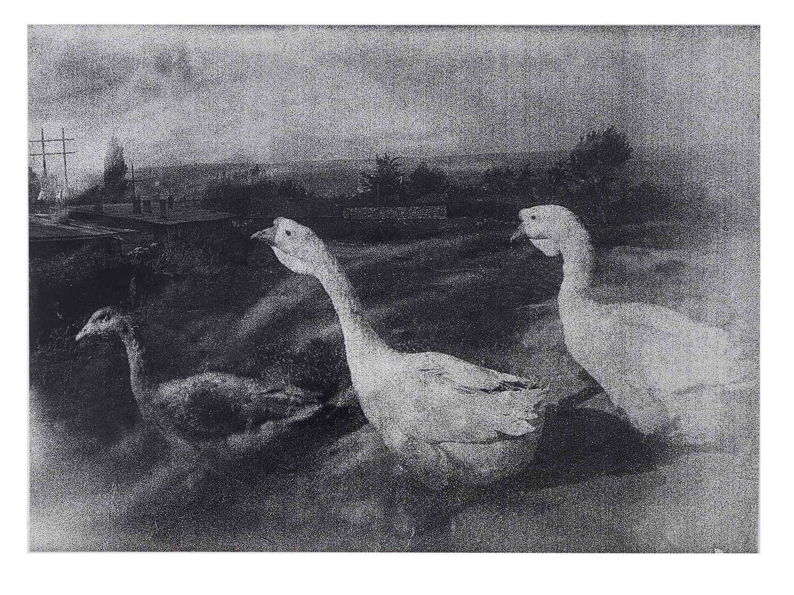 1920S UZBEK SOVIET ERA RURAL PHOTO BY SEMEN MALT: Semen Adolfovich Malt, Uzbek, Soviet era, 1900 to 1968, black and white photograph, Three Geese, 1929. Printed in 1998 from a glass negative. Inscribed, titled, and dated, on the backside. Semen Malt