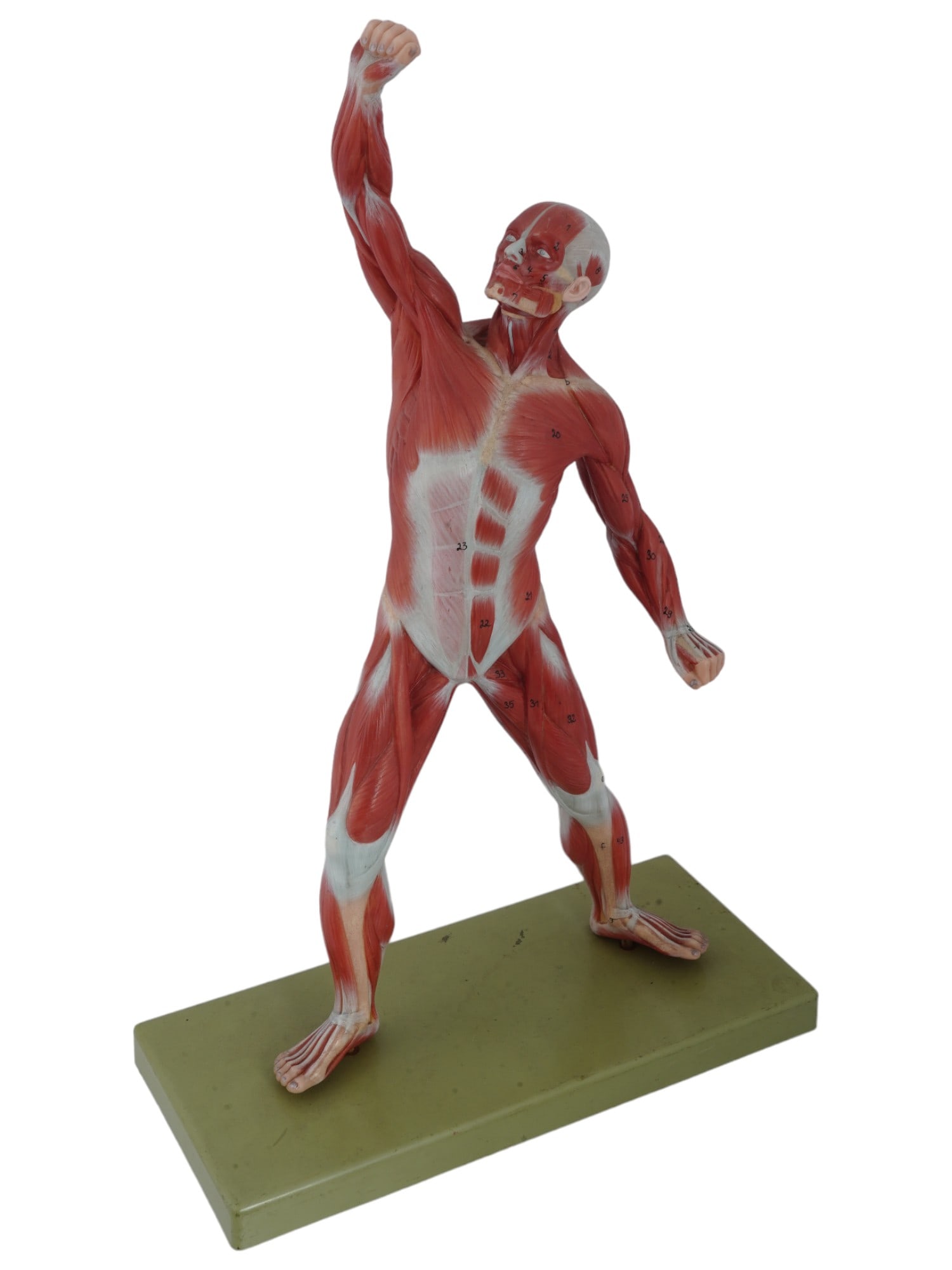 GERMAN MALE PRESENTATION MODEL WITH MUSCLES FIGURE (1 of 8)