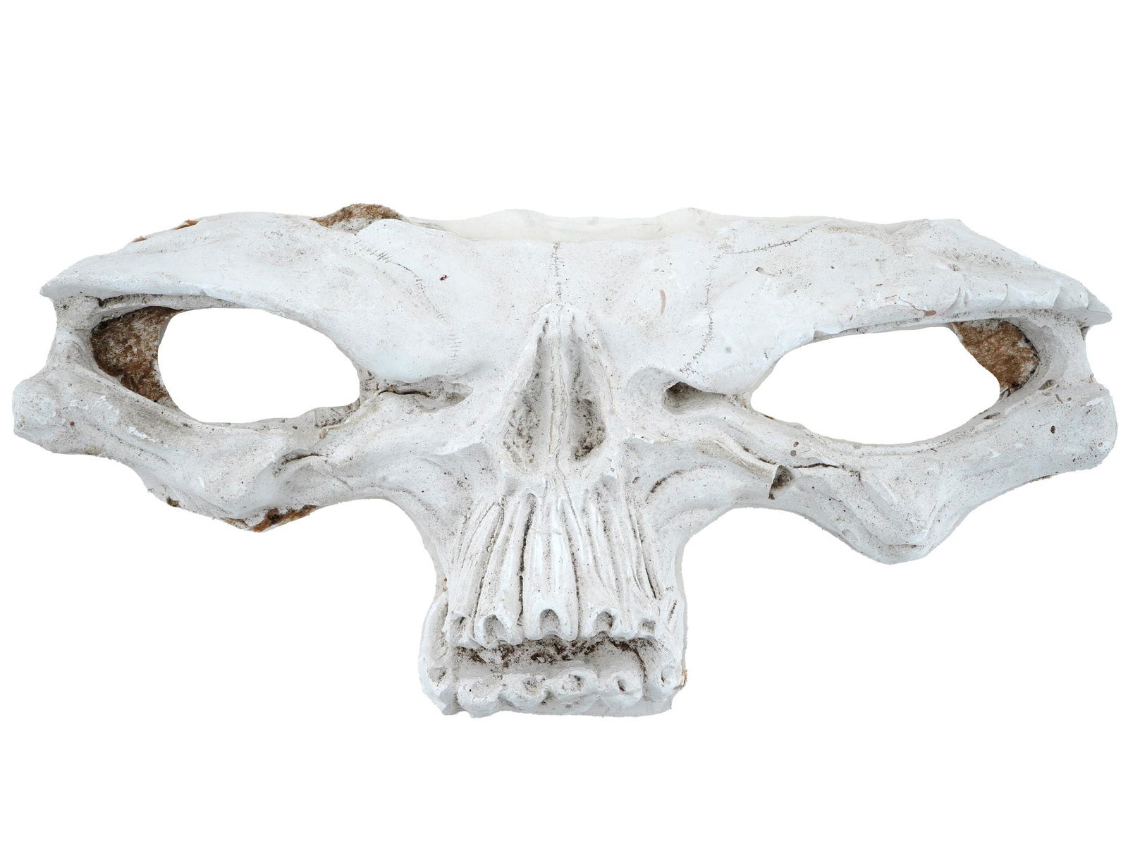 GYPSUM SCULPTURE OF RARE ANIMAL HEAD: A gypsum sculpture presumably of a rare animal head, painted white. It features realistic details, including protruding eye sockets, teeth, and visible skull bones, making it resemble a real skull. Th