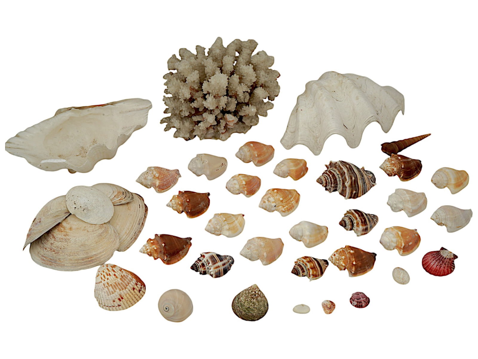 COLLECTION OF SEASHELLS AND CORALS (1 of 6)