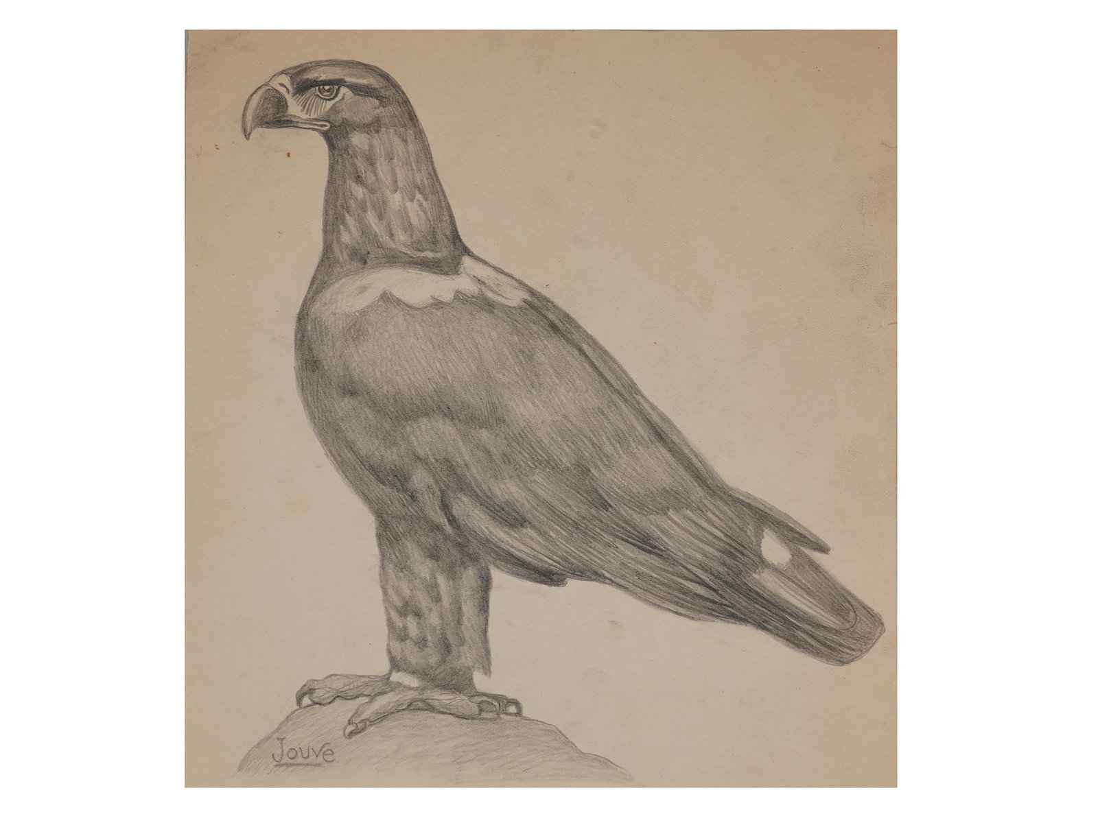 AFTER PAUL JOUVE FRENCH BIRD GRAPHITE PAINTING: Graphite on paper drawing, after Pierre-Paul Jouve, 1878 to 1973, a French artist notable for his depictions of African animals. A sketch of an eagle. Signed in the lower left. Undated. Collectible Gr