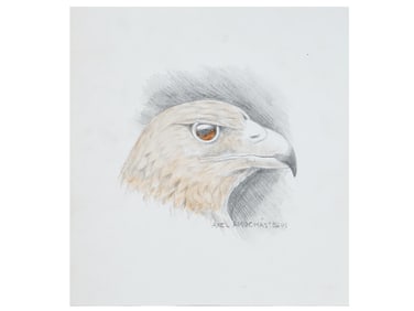 AFTER AXEL AMUCHASTEGUI ARGENTINIAN PAINTING HAWK