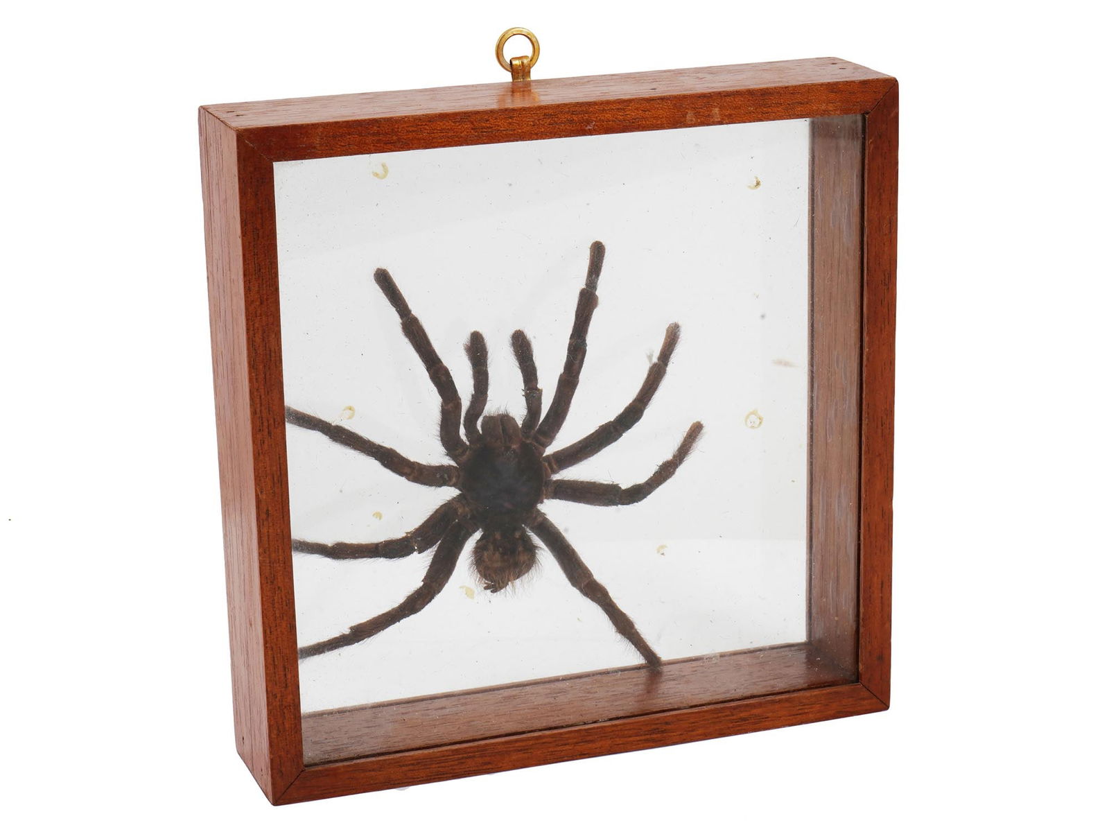 ENTOMOLOGICAL SPECIMEN OF TARANTULA SPIDER IN BOX (1 of 6)