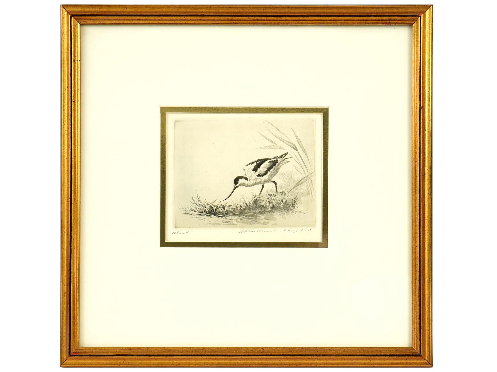 MAARTEN LANGBROEK DUTCH ETCHING OF A BIRD: Etching on paper by Maarten Langbroek, 1918 to 1985, a Dutch graphic artist and printmaker. The artwork depicts a wader bird by its nest. Titled Kluut, Pied avocet, in the lower left. Signed Atelier M
