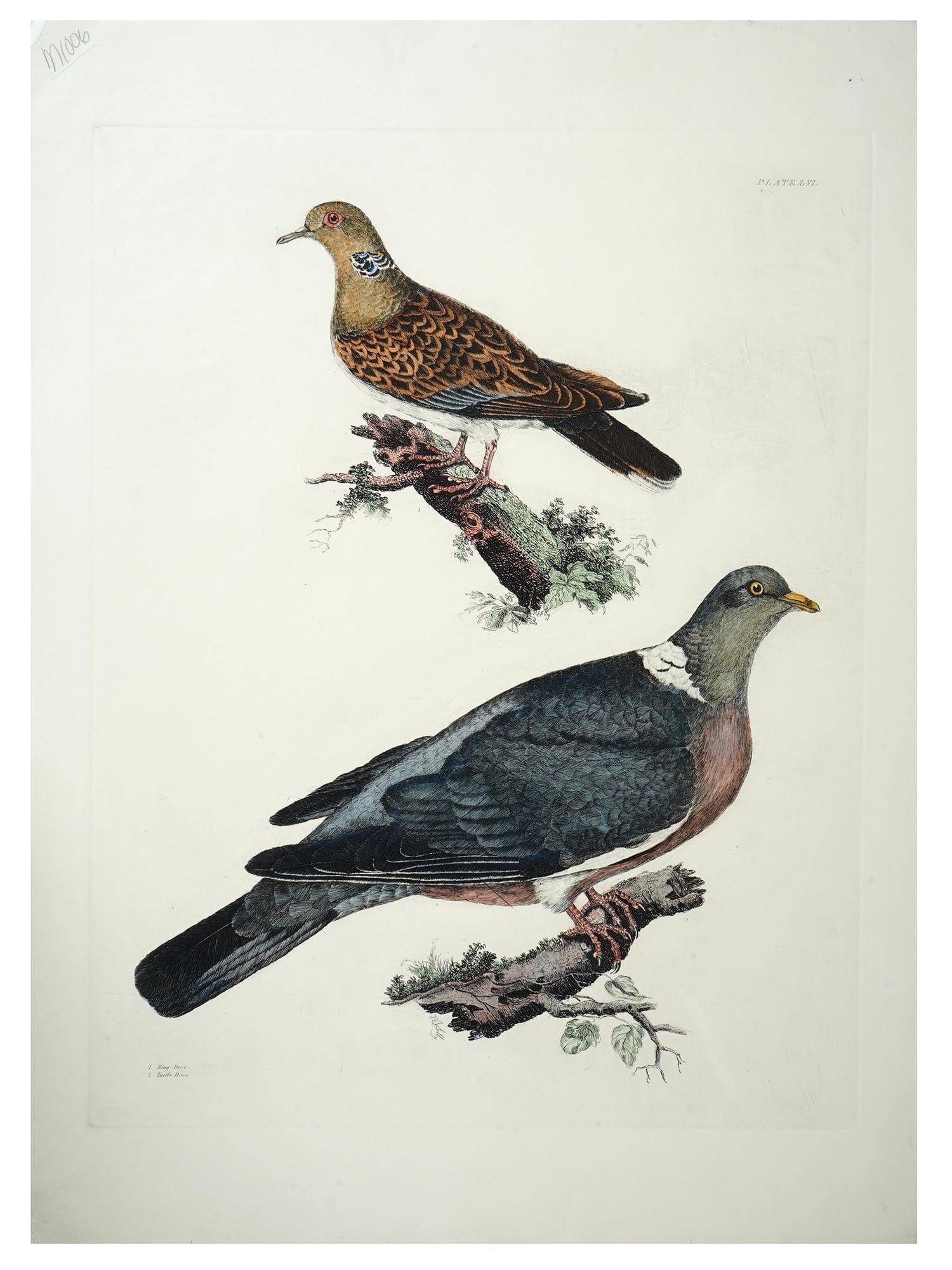 ANTIQUE BRITISH HAND COLORED ENGRAVING BY PJ SELBY (1 of 6)