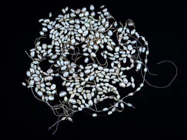 COLLECTION OF SMALL NATURAL PEARL BEADS THREADS
