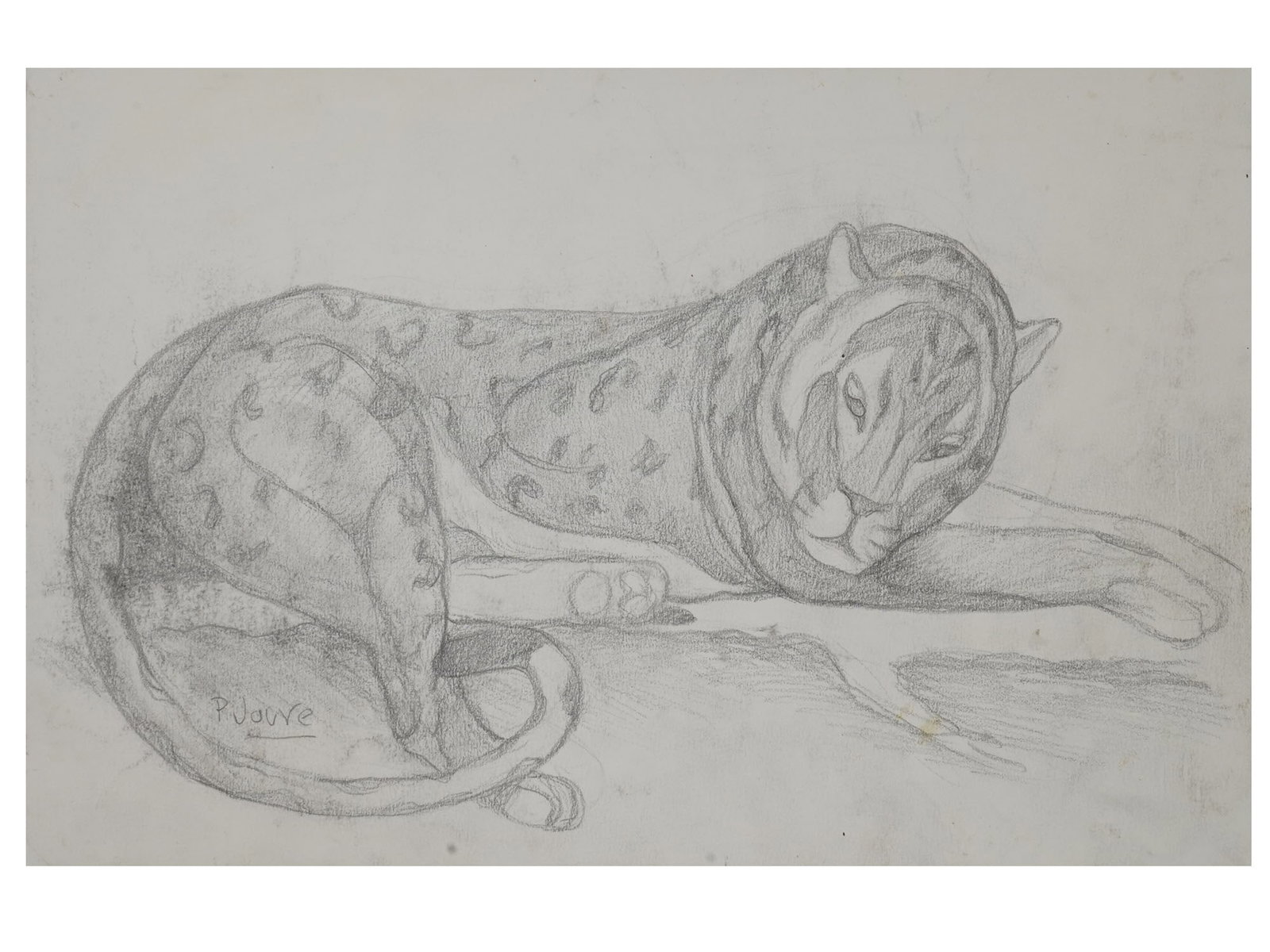 PAUL JOUVE MANNER LEOPARD PORTRAIT PENCIL PAINTING: A pencil painting on paper depicting a portrait of a leopard in the manner of Paul Jouve, French, 1878 to 1973. Signed, P. Jouve, lower left. Pierre Paul Jouve was a French painter, sculptor and illus